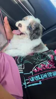 parti boy , a male Poodle - Toy  for sale in Freeport, IL – 4 of 5