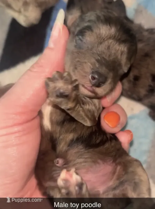 Blue – Poodle - Toy  puppy for sale in Freeport, IL