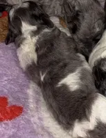 Female Toy, a female Poodle - Toy  for sale in Freeport, IL – Photo 4 of 4