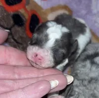 Female Toy, a female Poodle - Toy  for sale in Freeport, IL – Photo 3 of 4