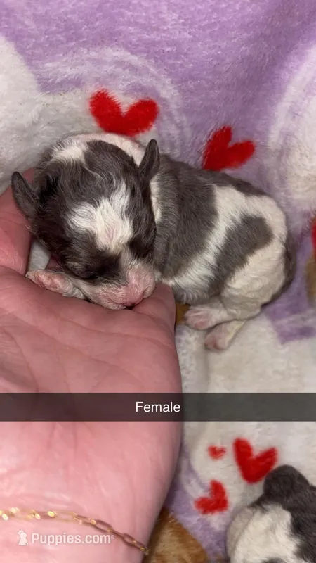 Female Toy – Poodle - Toy  puppy for sale in Freeport, IL