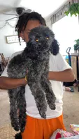 Leo-AKC, a male Poodle - Miniature  for sale in Freeport, IL – 4 of 5
