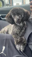 Leo-AKC, a male Poodle - Miniature  for sale in Freeport, IL – 5 of 5