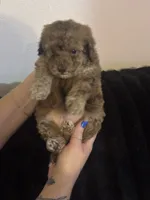 Tator , a male Poodle - Toy  for sale in Freeport, IL – 4 of 5
