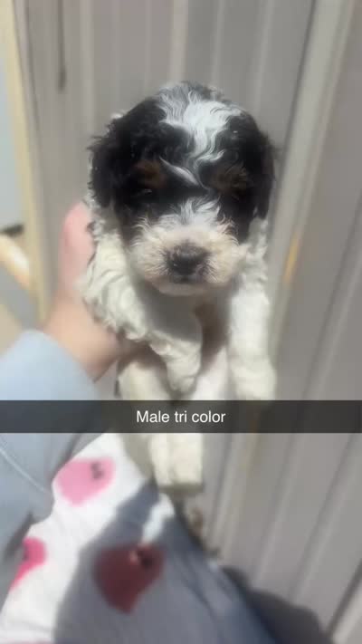 Tricolor male BRUNO, a male Poodle - Toy  for sale in Freeport, IL – 6 of 7
