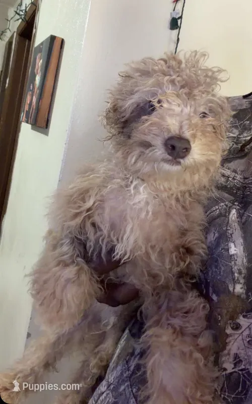 Corey – Poodle - Toy  puppy for sale in Freeport, IL
