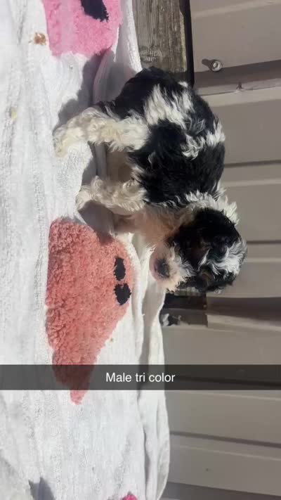 Tricolor male BRUNO, a male Poodle - Toy  for sale in Freeport, IL – 7 of 7