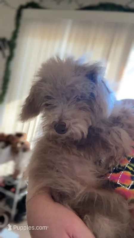 Corey – Poodle - Toy  puppy for sale in Freeport, IL