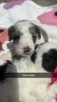 Tricolor parti boy , a male Poodle - Toy  for sale in Freeport, IL – 4 of 8