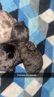 Coco, a female Poodle - Toy  for sale in Freeport, IL – 3 of 3