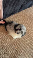 Cora, a female Poodle - Toy  for sale in Freeport, IL – 2 of 4