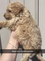 Lyon, a male Miniature Goldendoodle for sale in Freeport, IL – Photo 3 of 3