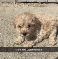 Lyon, a male Miniature Goldendoodle for sale in Freeport, IL – Photo 2 of 3