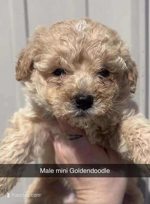 Lyon – Miniature Goldendoodle puppy for sale in Freeport, IL