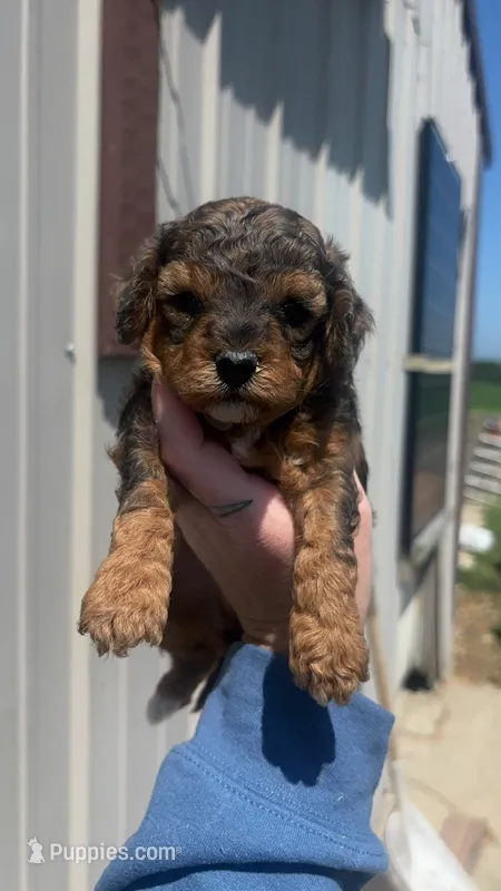 Brownie  – Poodle - Toy  puppy for sale in Freeport, IL