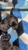 Blue, a male Poodle - Toy  for sale in Freeport, IL – 4 of 5
