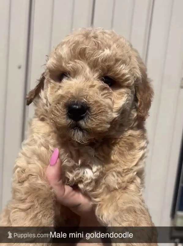 Stew – Miniature Goldendoodle puppy for sale in Freeport, IL