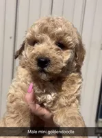 Stew, a male Miniature Goldendoodle for sale in Freeport, IL – Photo 1 of 2