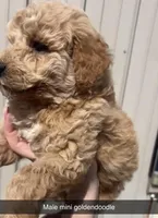 Stew, a male Miniature Goldendoodle for sale in Freeport, IL – Photo 2 of 2