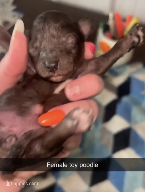 Coco – Poodle - Toy  puppy for sale in Freeport, IL