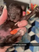 Coco, a female Poodle - Toy  for sale in Freeport, IL – 1 of 3