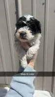 Tricolor male BRUNO, a male Poodle - Toy  for sale in Freeport, IL – 5 of 7