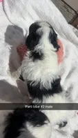 B&W male parti , a male Poodle - Toy  for sale in Freeport, IL – 3 of 3