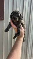 Darla, a female Poodle - Toy  for sale in Freeport, IL – 2 of 3