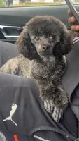 Leo, a male Poodle - Toy  for sale in Freeport, IL – Photo 6 of 7