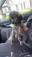 Leo, a male Poodle - Toy  for sale in Freeport, IL – Photo 4 of 7