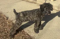 Leo, a male Poodle - Toy  for sale in Freeport, IL – Photo 2 of 4