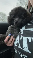 Leo, a male Poodle - Toy  for sale in Freeport, IL – Photo 7 of 7