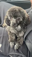 Leo, a male Poodle - Toy  for sale in Freeport, IL – Photo 3 of 7