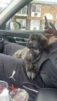 Leo, a male Poodle - Toy  for sale in Freeport, IL – Photo 5 of 7