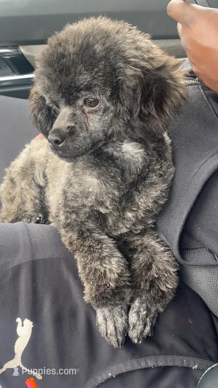 Leo – Poodle - Toy  puppy for sale in Freeport, IL