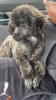 Leo, a male Poodle - Toy  for sale in Freeport, IL – Photo 1 of 7