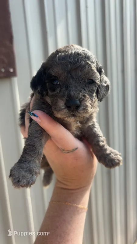 Blue – Poodle - Toy  puppy for sale in Freeport, IL