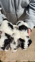 Tricolor parti boy , a male Poodle - Toy  for sale in Freeport, IL – 3 of 8