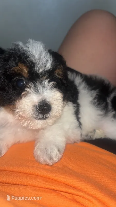 Tricolor brown male  – Poodle - Toy  puppy for sale in Freeport, IL
