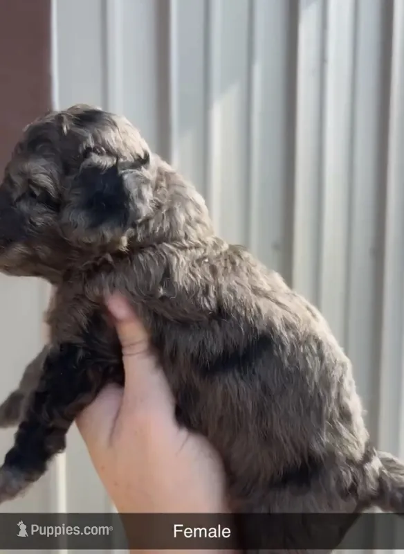 Darla – Poodle - Toy  puppy for sale in Freeport, IL