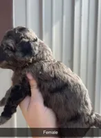 Darla, a female Poodle - Toy  for sale in Freeport, IL – 1 of 3