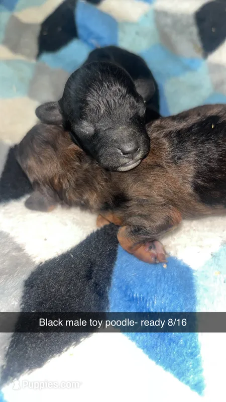 Knight – Poodle - Toy  puppy for sale in Freeport, IL