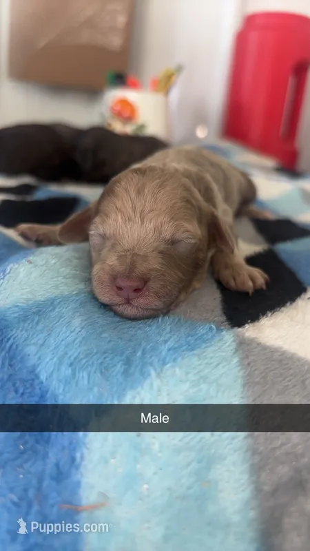 Corey – Poodle - Toy  puppy for sale in Freeport, IL