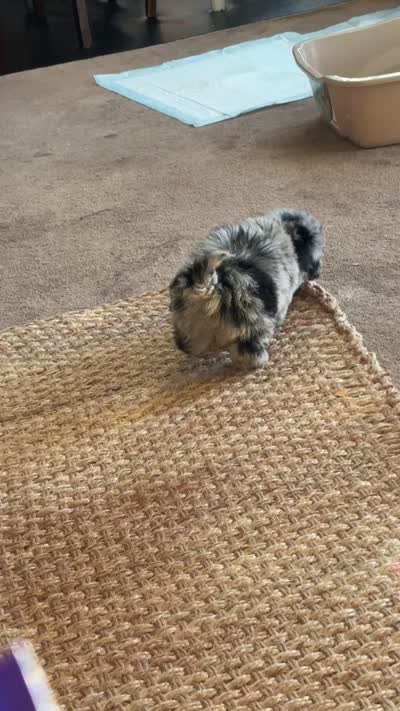 Cora, a female Poodle - Toy  for sale in Freeport, IL – 3 of 4