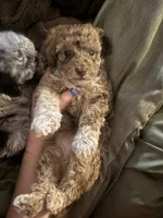Tator , a male Poodle - Toy  for sale in Freeport, IL – 5 of 5