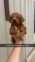 Sasha, a female Miniature Goldendoodle for sale in Freeport, IL – 1 of 1