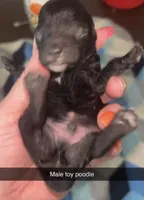 Knight, a male Poodle - Toy  for sale in Freeport, IL – 5 of 5
