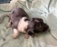 Baby, a female Miniature Dachshund for sale in Arivaca, AZ – 4 of 5
