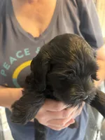  Velvet , a female Cockapoo for sale in Arivaca, AZ – 2 of 3