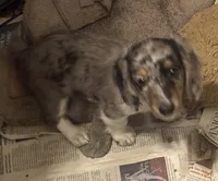Baby, a female Miniature Dachshund for sale in Arivaca, AZ – 2 of 5